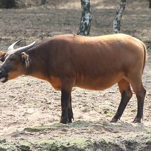 Red forest buffalo