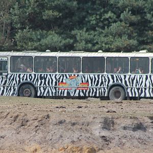 Safari-bus