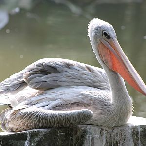 Pink-backed pelican