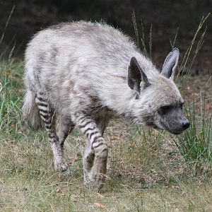 Stiped hyena