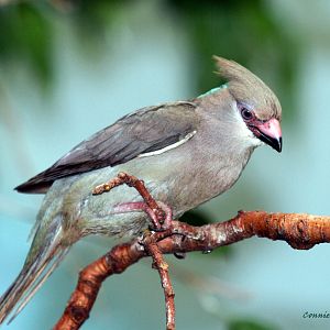 Blue-naped Mousebird