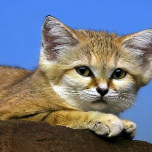 Sand Cat