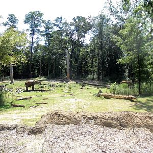 Elephant Enclosure
