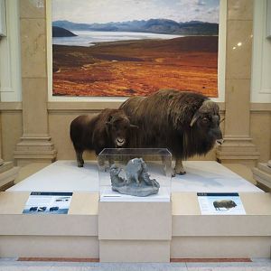 Polar World Entrance - Musk Oxen