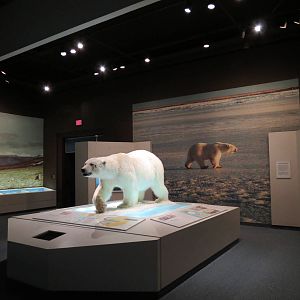 Polar World - Polar Bear