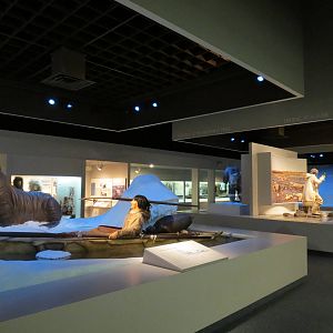 Polar World - Walrus