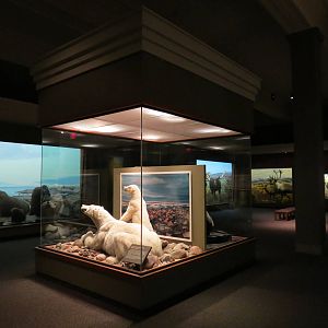 Hall of North American Wildlife - Polar Bear, Walrus, and Others