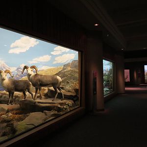 Hall of North American Wildlife - Stones Sheep