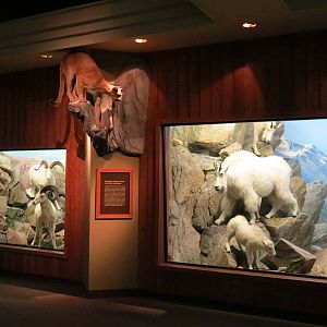Hall of North American Wildlife - Mountain Goat, Cougar, and Dall's Sheep