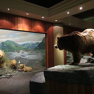 Hall of North American Wildlife - Grizzly Bear