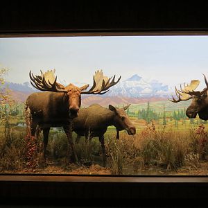 Hall of North American Wildlife - Moose
