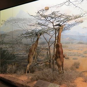 Hall Of African Wildlife - Gerenuk
