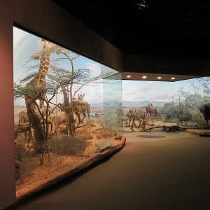 Hall Of African Wildlife