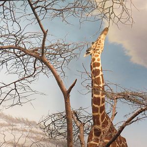 Hall Of African Wildlife - Giraffe