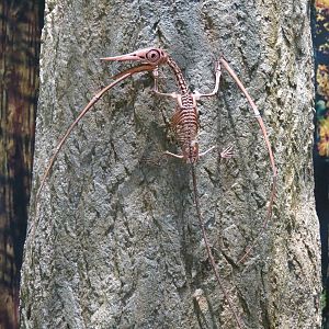 Dinosaurs In Their Time