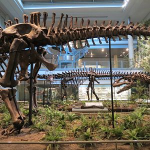 Dinosaurs In Their Time