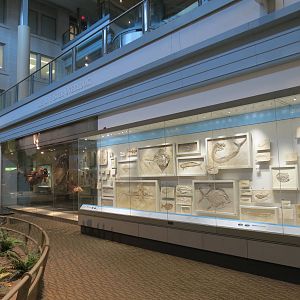 Dinosaurs In Their Time