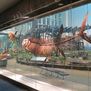 Dinosaurs In Their Time