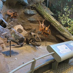 Dinosaurs In Their Time