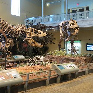 Dinosaurs In Their Time