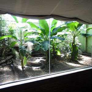 Komodo Dragon Enclosure