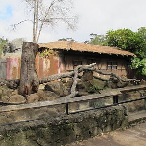 Revamped Meerkat Exhibit - Auckland Zoo 2013