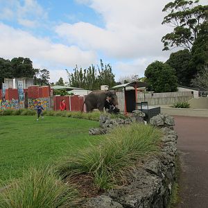 Burma - Auckland Zoo 2013