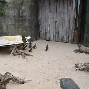 Penguins and Dotterals - Auckland Zoo 2013