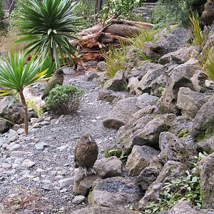 Kea - Auckland Zoo 2013