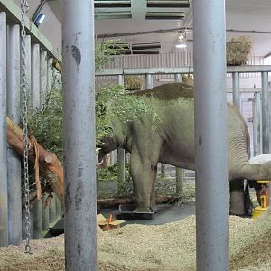 Burma - Auckland Zoo 2013