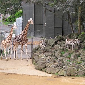 Giraffe and Zebra - Auckland Zoo 2013
