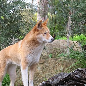 Dingo - Healesville Sanctuary 2013