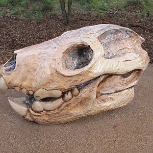 Thylacoleo Skull - Healesville Sanctuary 2013
