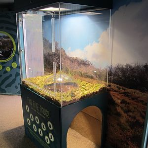 Corroboree Frog Exhibit - Healesville Sanctuary 2013