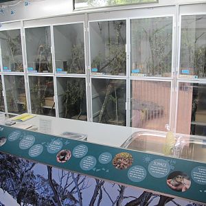 Mountain Pygmy Possum Breeding Room - Healesville Sanctuary 2013