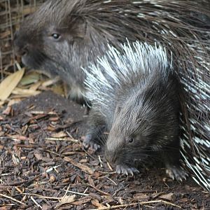 Baby porcupine