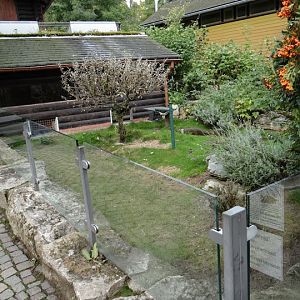 Paddock of Testudo sp.