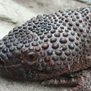 Heloderma horridum