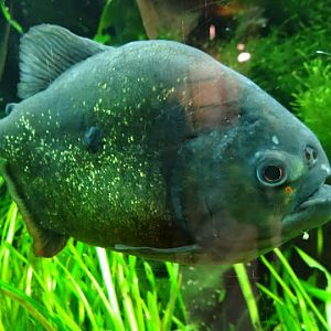 Pygocentrus nattereri