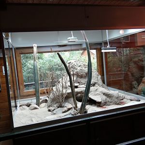 Terrarium of Haloderma horridum