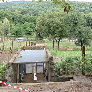 Paddock of Loxodonta africana