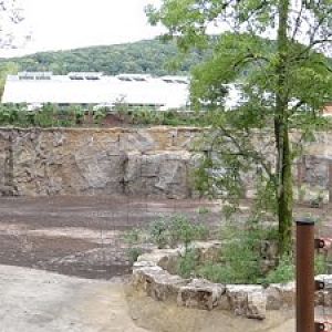 Paddock of Loxodonta africana