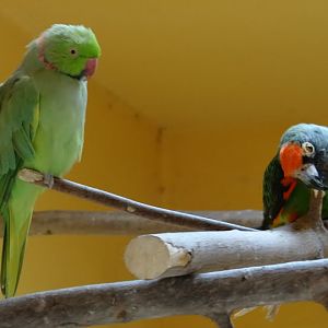 Poicephalus g.gulielmi / Psistaculla krameri