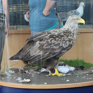 White-tailed sea-eagle