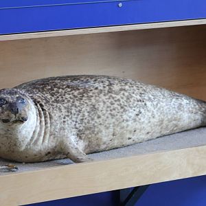 Harbour seal stuffed
