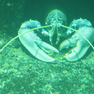 Lobster