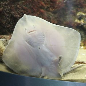 Ray species