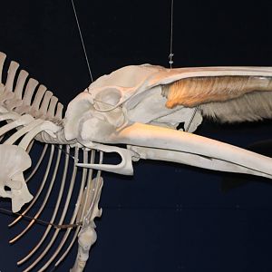 Whale skeleton