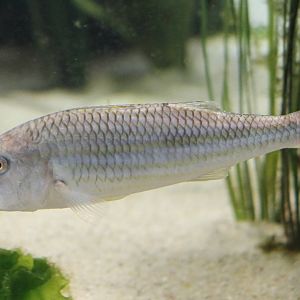 Fish ID