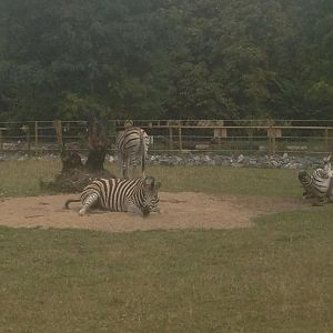 zebras_in_sandpit